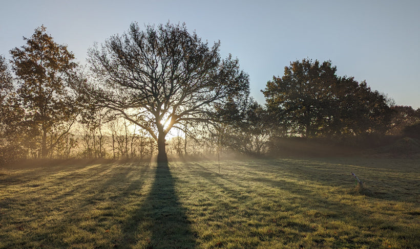 Lumière du matin naturelle